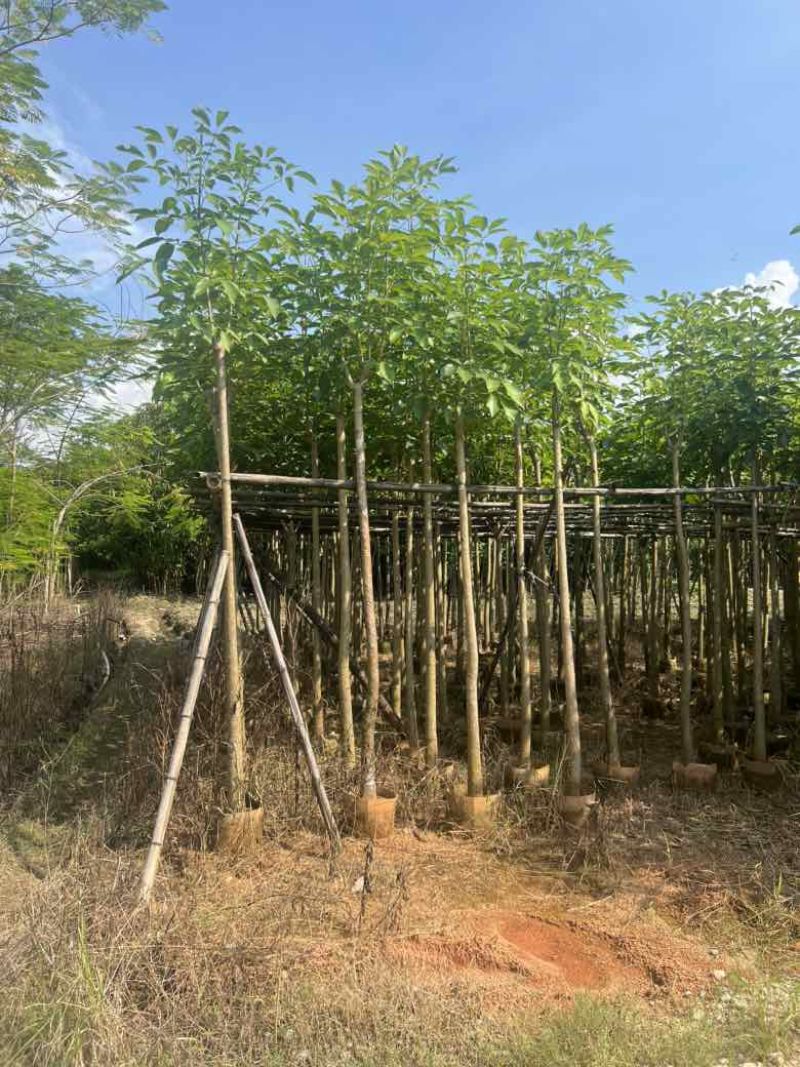 红花风铃木3-15分低价出售