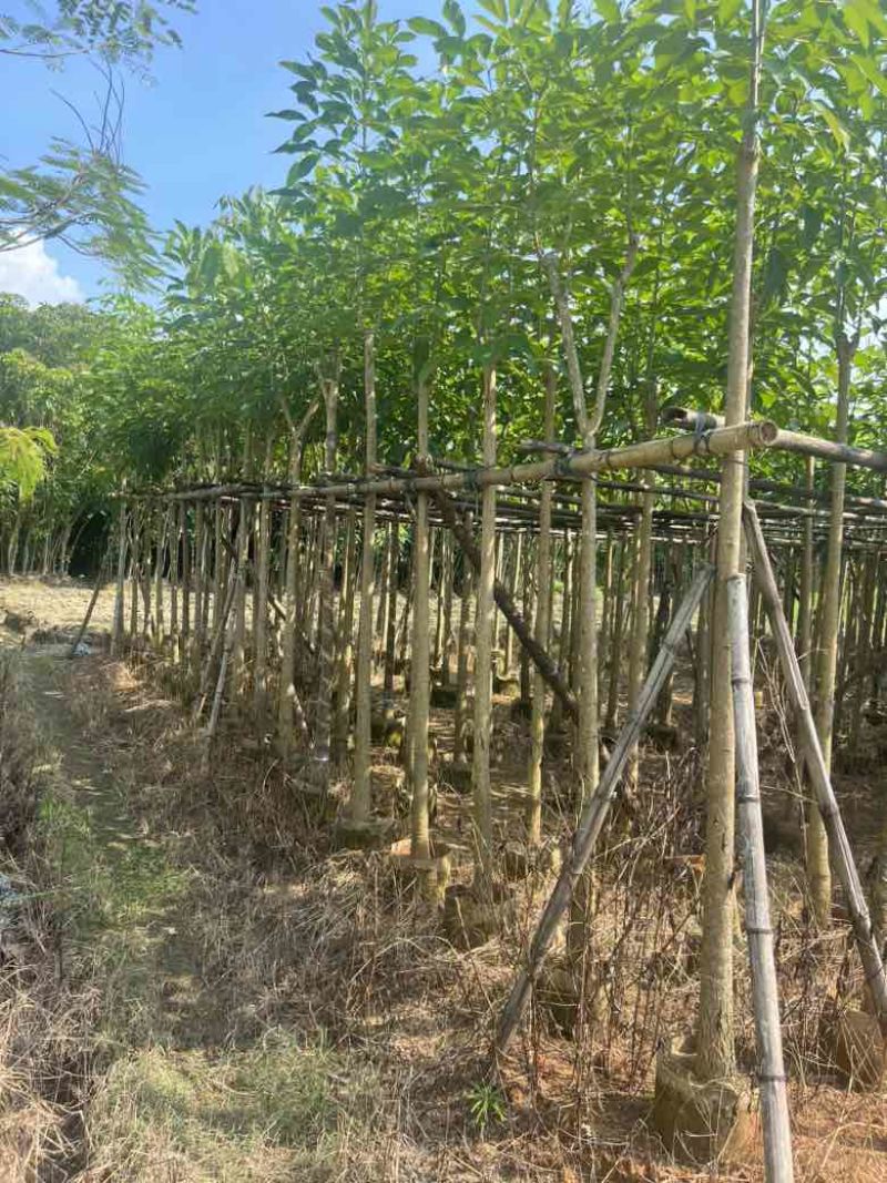 红花风铃木3-15分低价出售