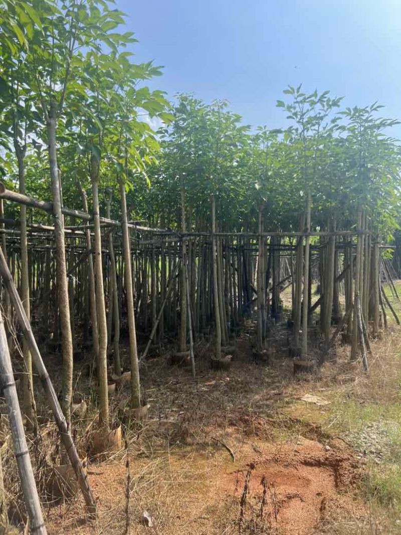 红花风铃木3-15分低价出售