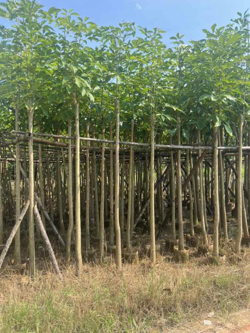 红花风铃木3-15分低价出售