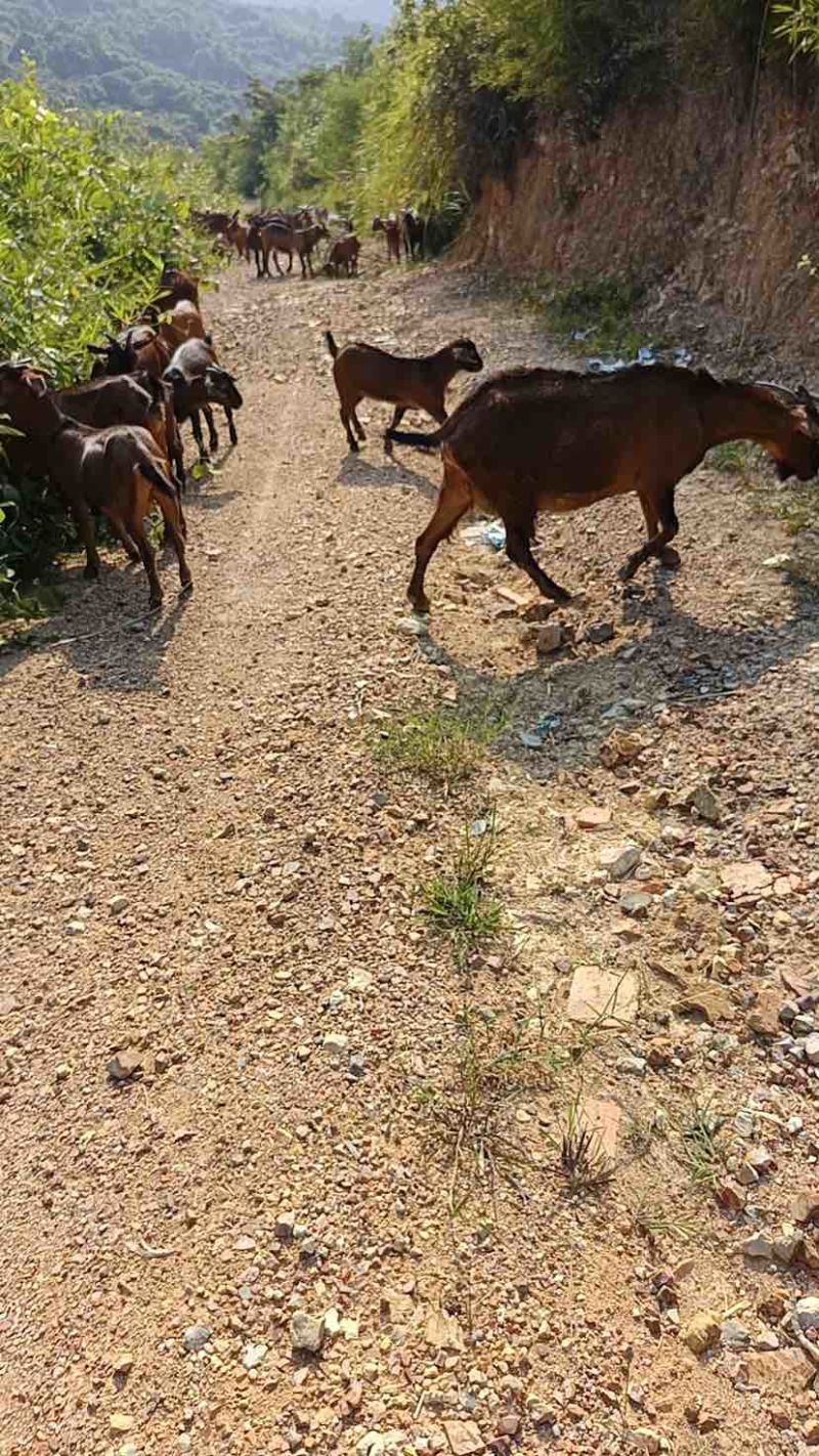 活走地羊包不吃饲养