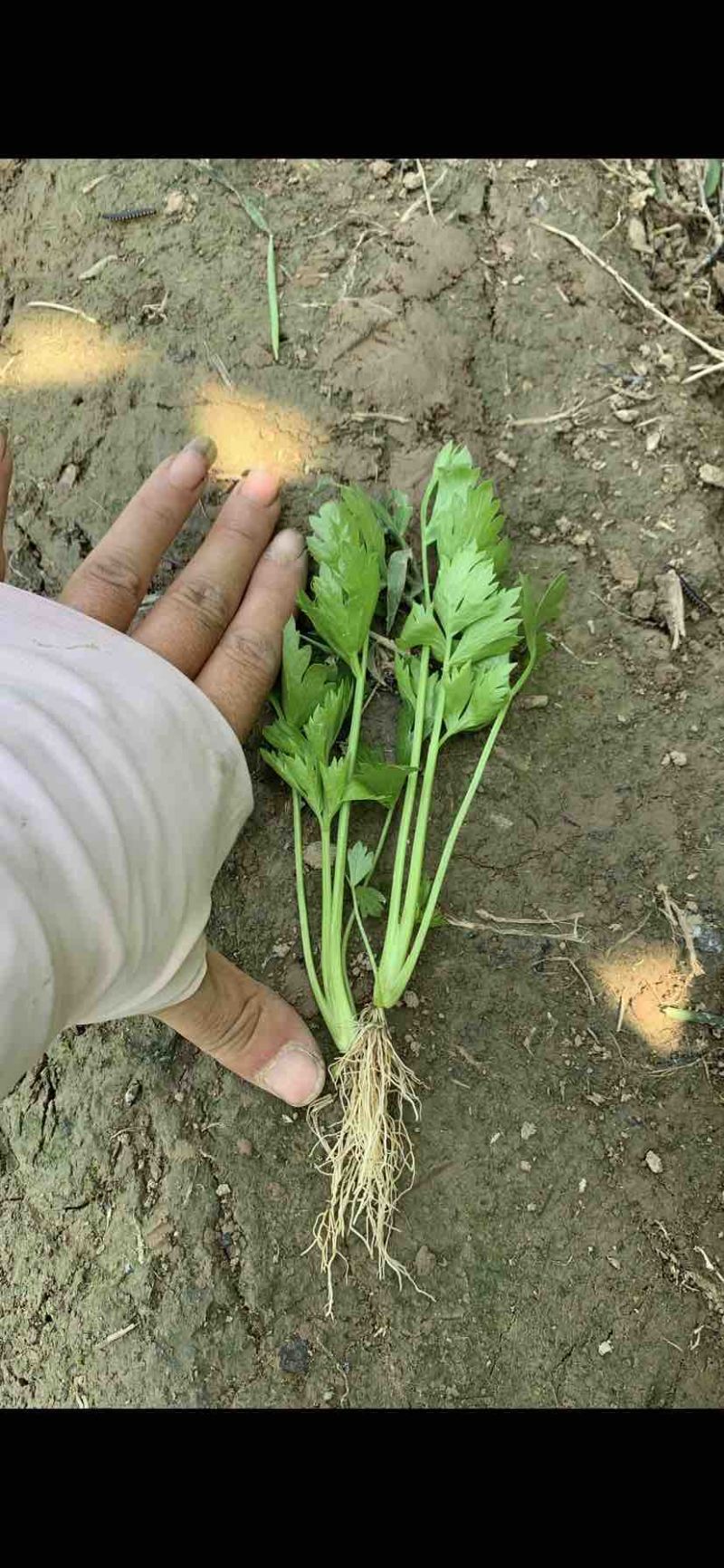 出售优质芹菜苗