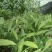 草果苗
