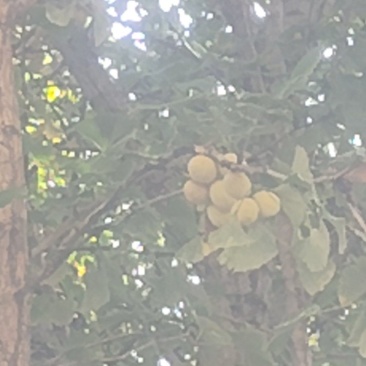 白果