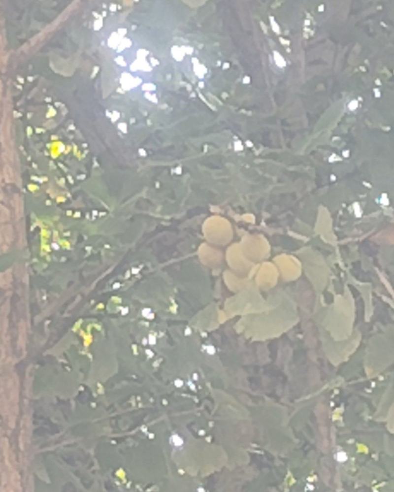 白果