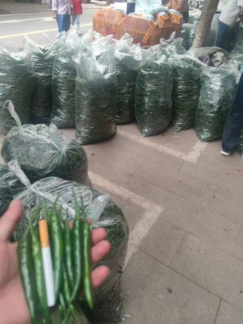 三号线椒七号线椒，八号线椒，小米椒，螺丝椒基地货源全国发货