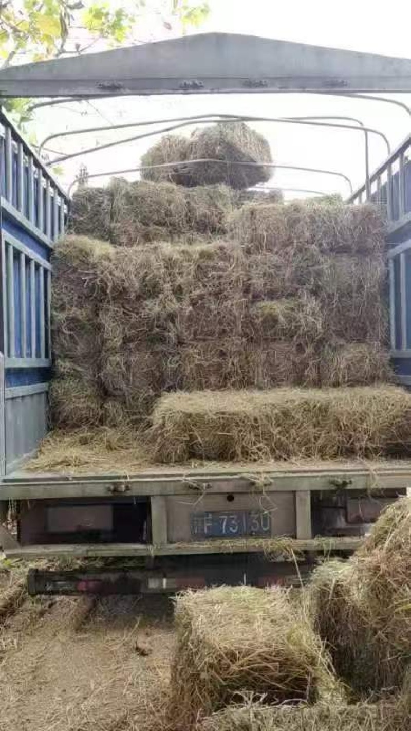 【牛商优选】长稻草-工厂直销-价格优惠-可对接基地