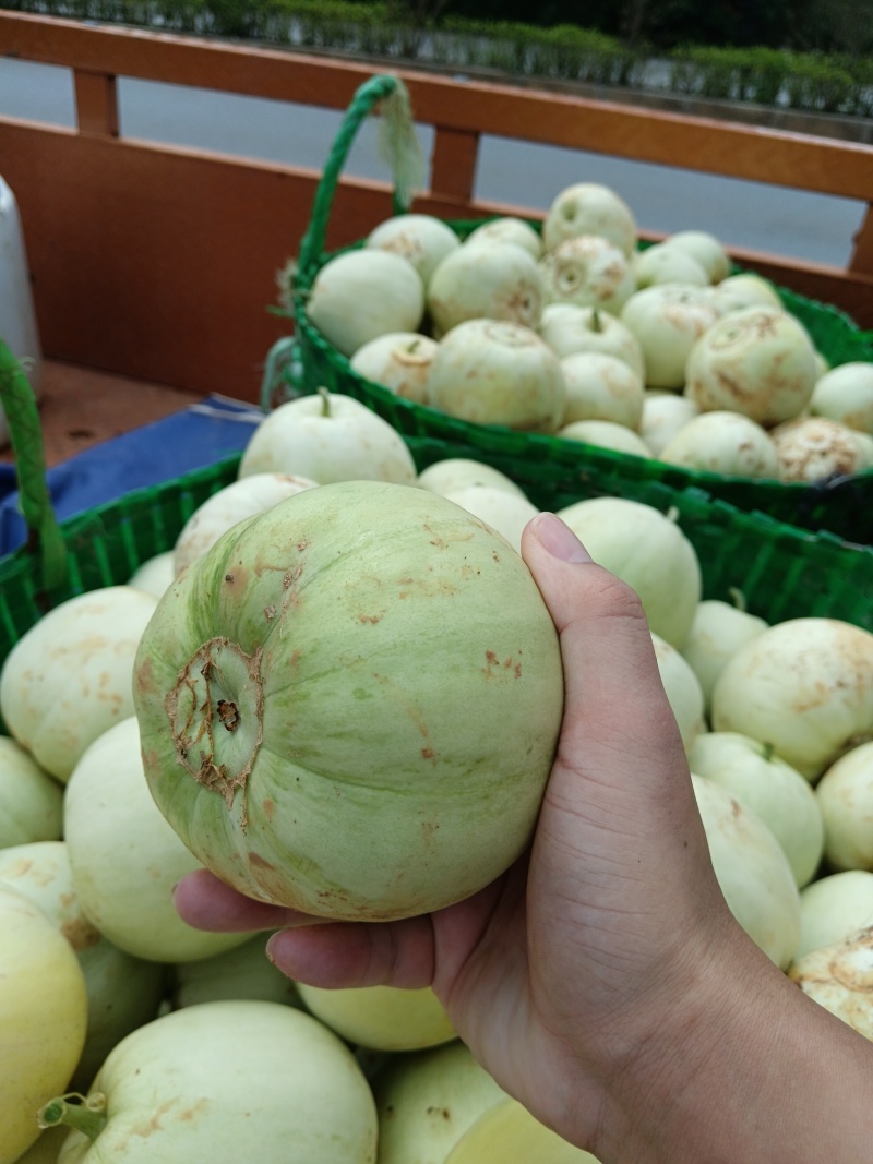 广西扶绥县香瓜