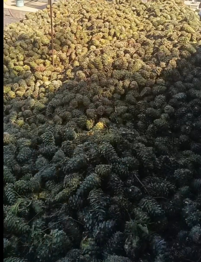鲜松树塔