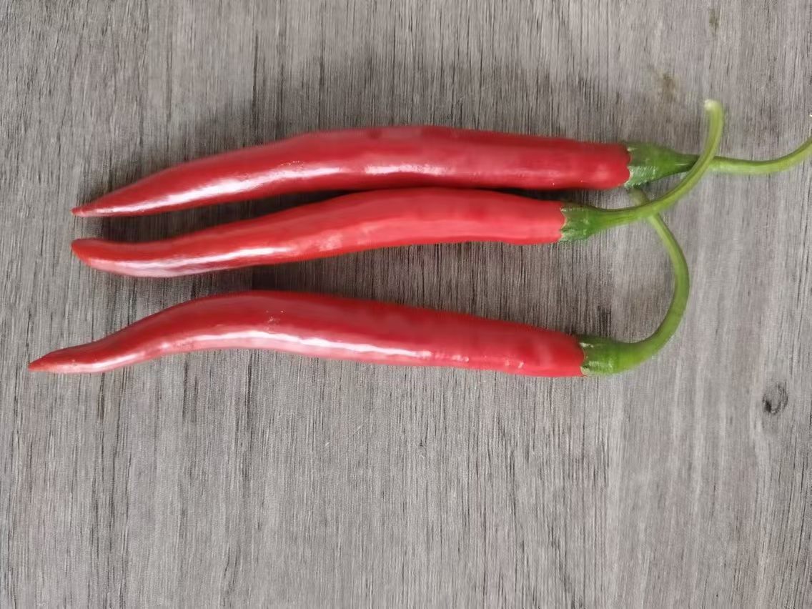 展示红、黄、绿三种颜色的圆椒,整齐摆放在木质桌面上 圆椒的多种颜色展示