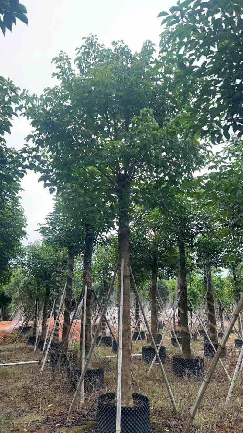 秋枫养冠12-20分，低价出售