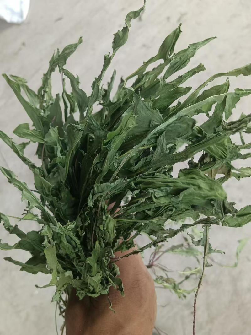 烘干蒲公英