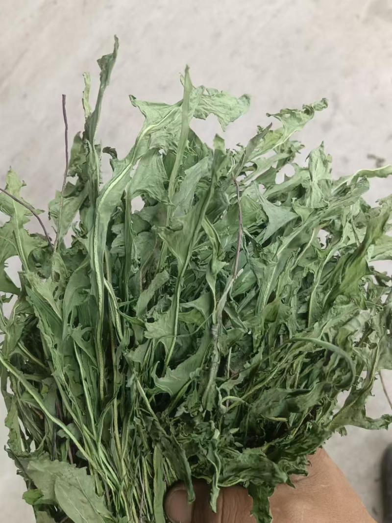 烘干蒲公英