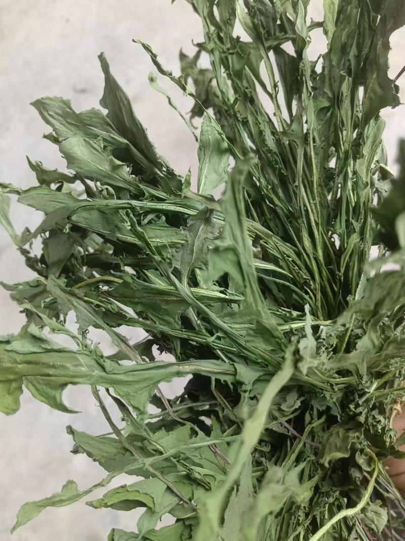 烘干蒲公英