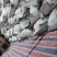 云南楚雄南华老树核桃2024新鲜烘干通货