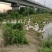 散养大鹅
