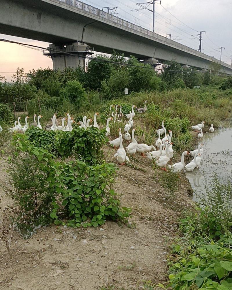 散养大鹅