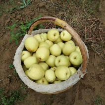 乾州酥梨🍐