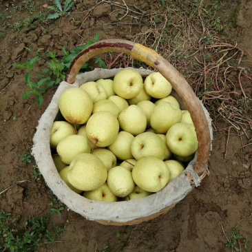 乾州酥梨🍐
