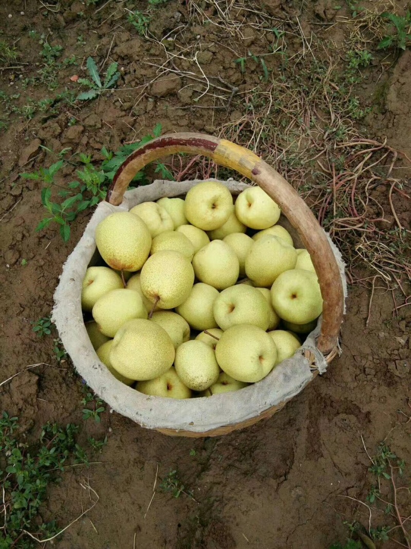乾州酥梨🍐