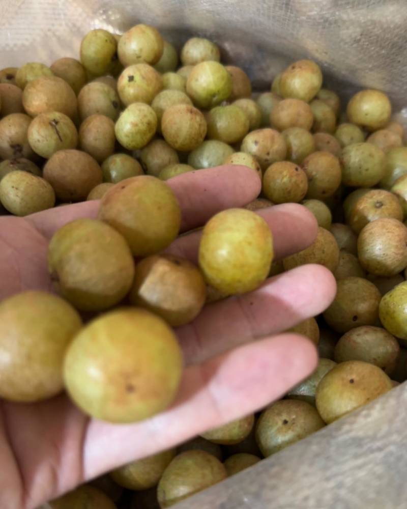赤皮油甘、量大优惠