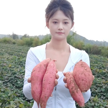 登封本地烟薯25号正宗农科院烤红薯糖心蜜薯地瓜番薯农产品入口