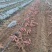 登封本地烟薯25号正宗农科院烤红薯糖心蜜薯地瓜番薯农产品入口
