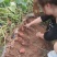 登封本地烟薯25号正宗农科院烤红薯糖心蜜薯地瓜番薯农产品入口