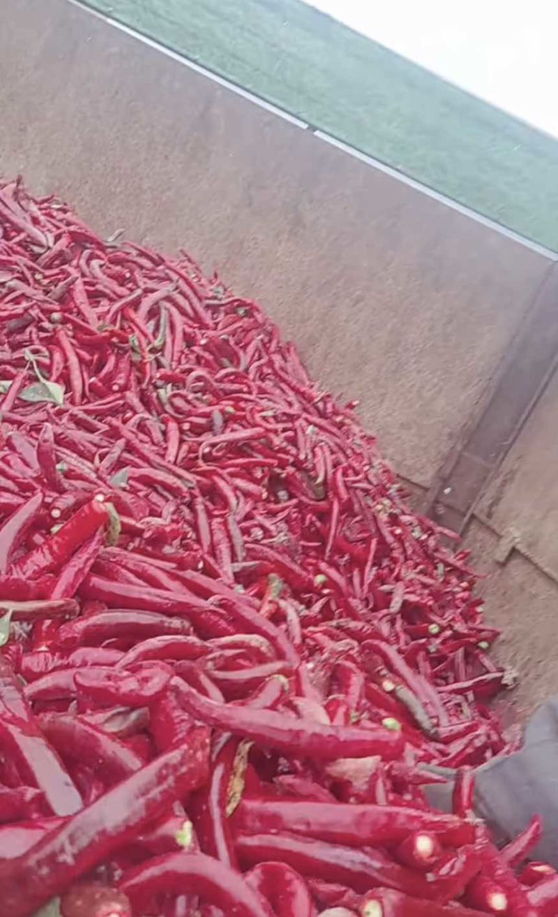 辣椒🌶️