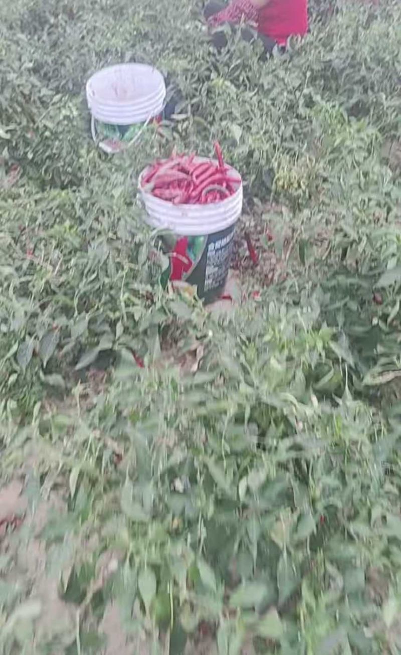 辣椒🌶️