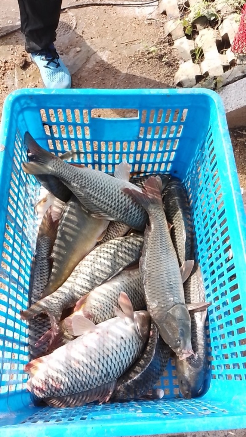 钓场鲤鱼