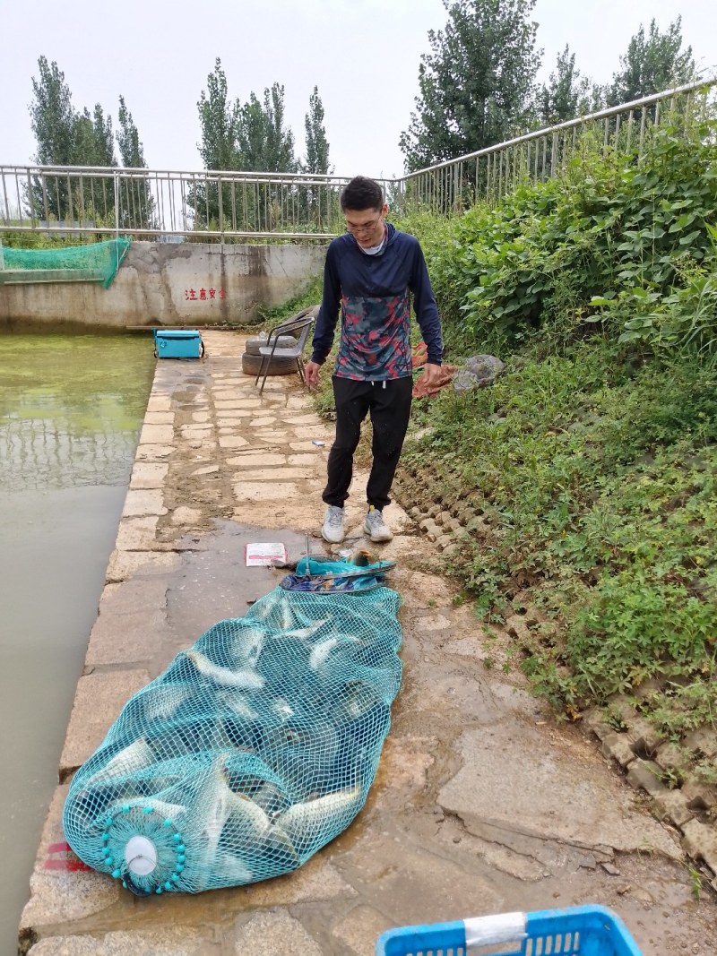 钓场鲤鱼