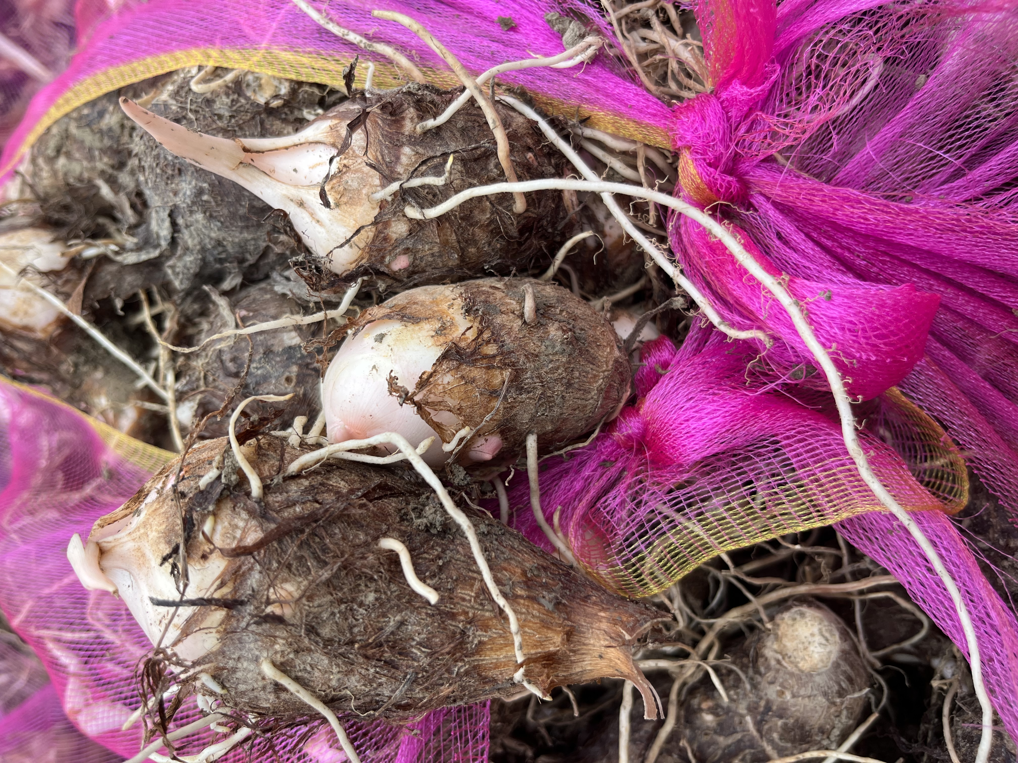 红菜苔幼苗在岩棉块中生长,根系初步发育 红菜苔水培育苗阶段