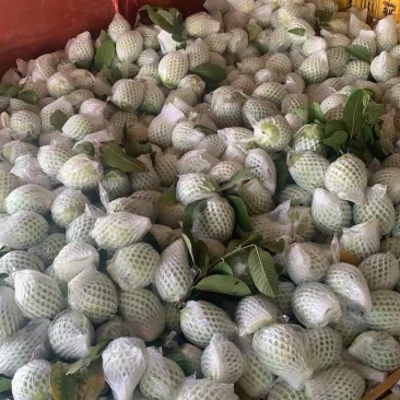 新鲜采摘，好货量大