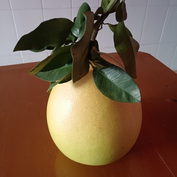 平和红心蜜柚