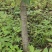 吉盛李子树5-6公分