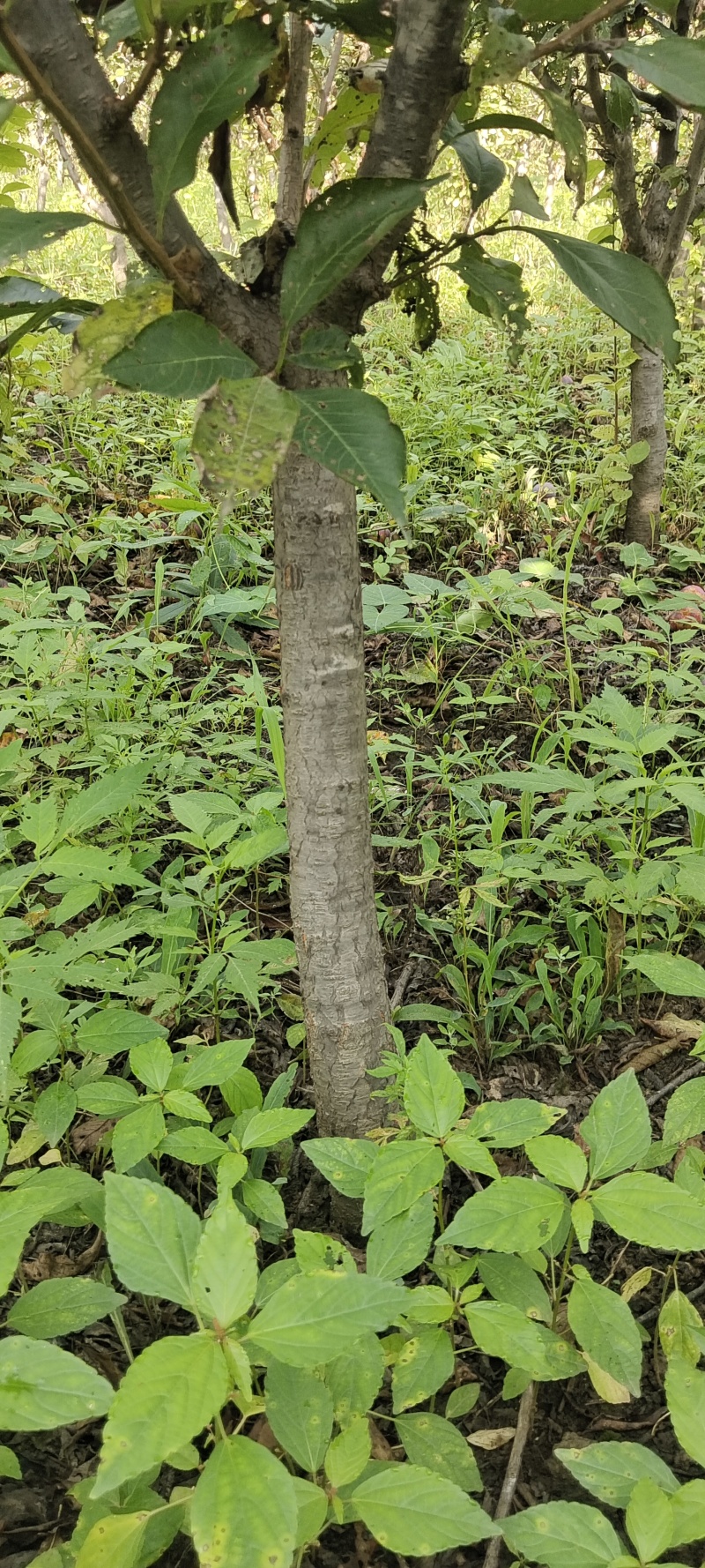 吉盛李子树5-6公分