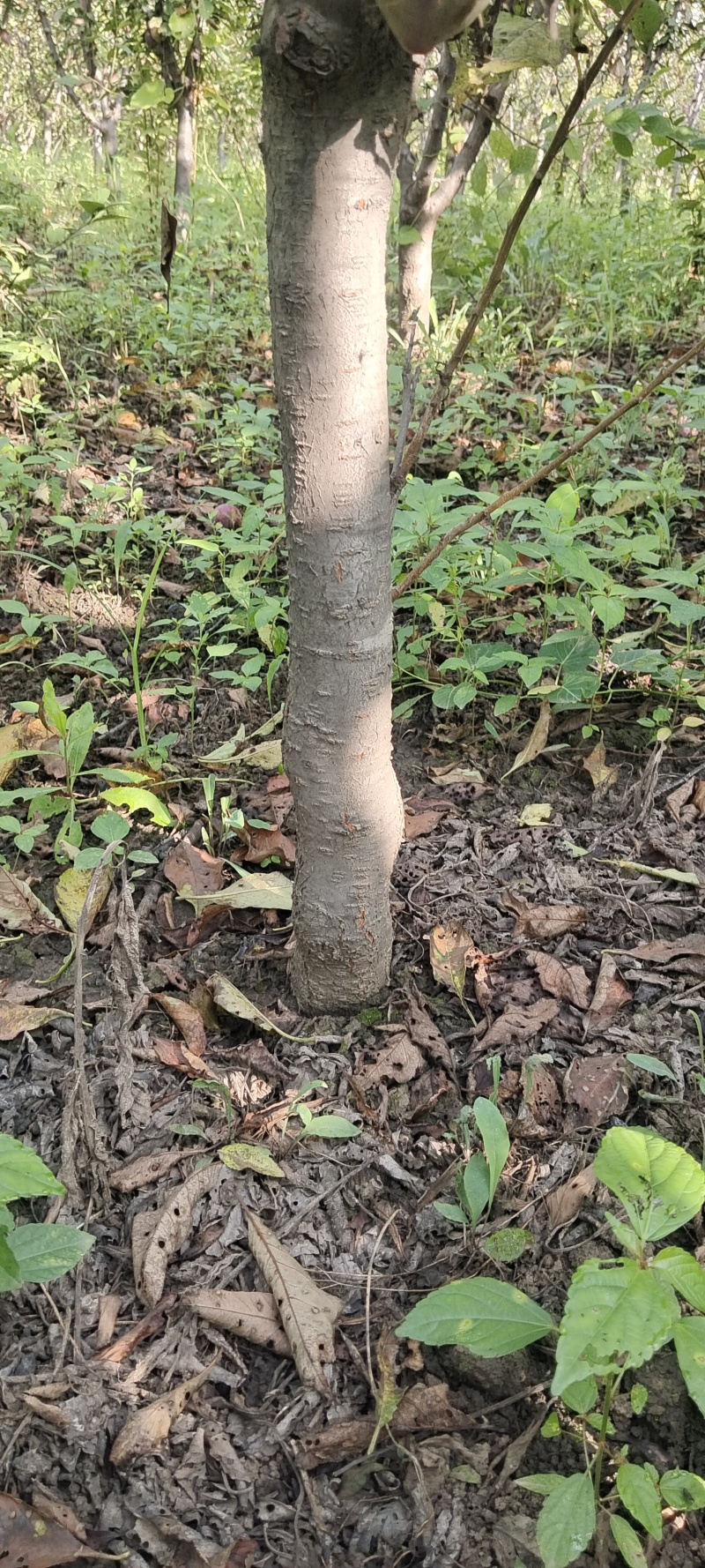 吉盛李子树5-6公分