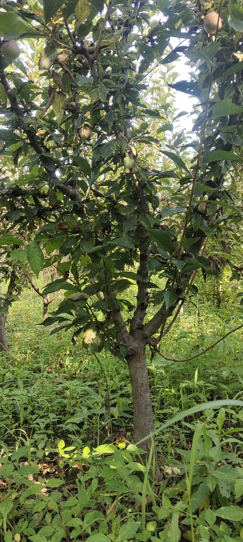 吉盛李子树5-6公分