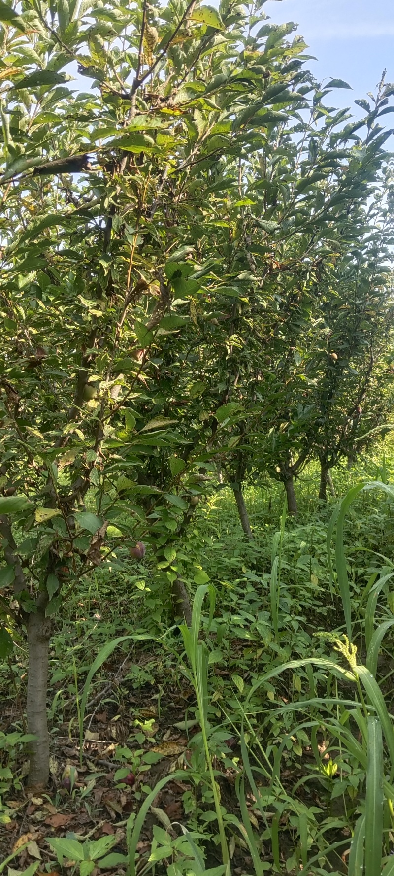 吉盛李子树5-6公分