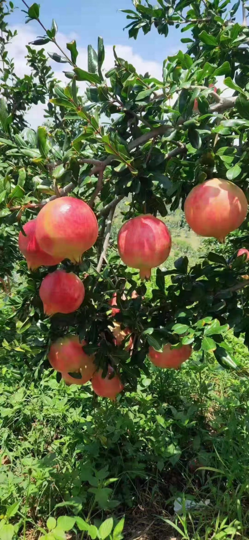 会理软籽石榴