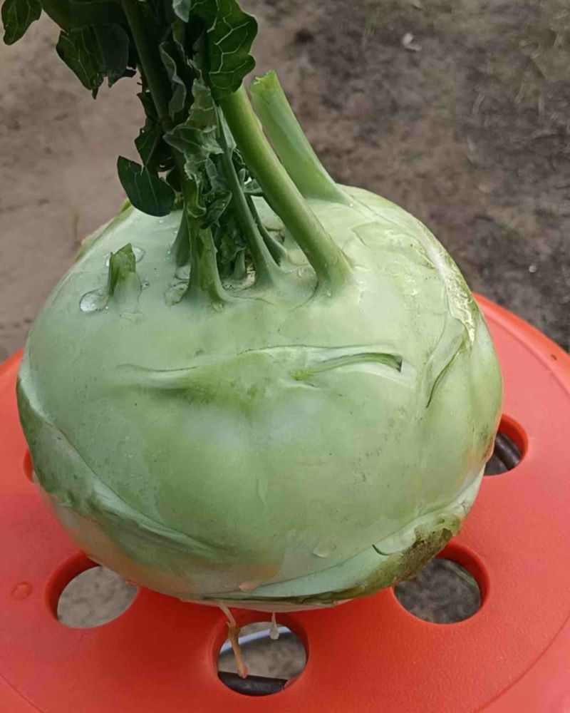 苤蓝
