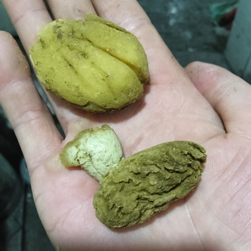 羊宝（羊结石）