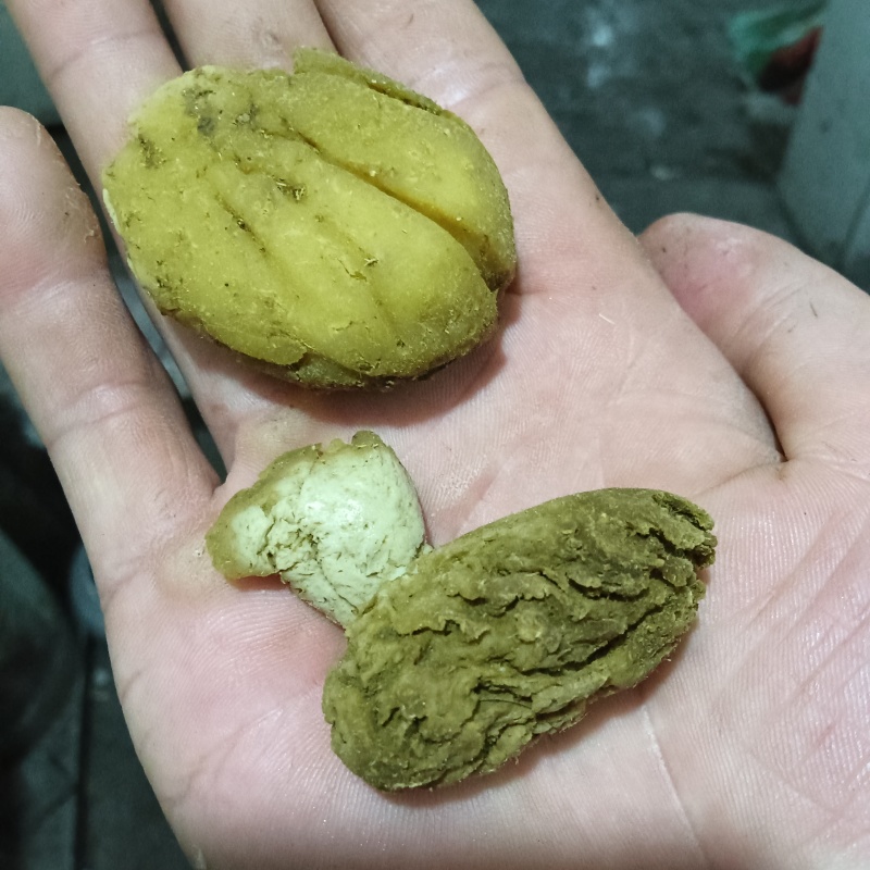羊宝（羊结石）