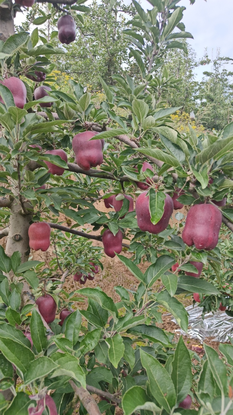 花牛苹果