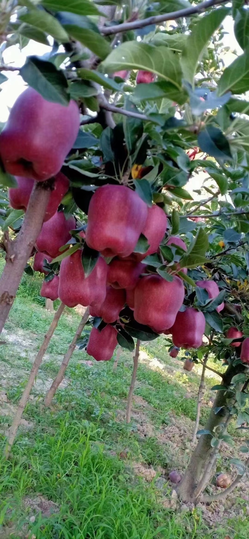 花牛苹果