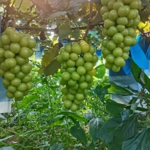 湖南常德小渡口阳光玫瑰