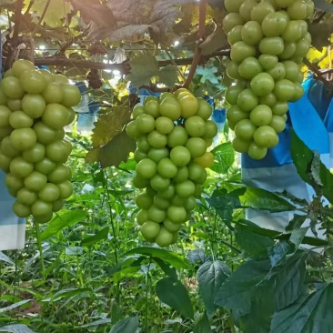 湖南常德小渡口阳光玫瑰