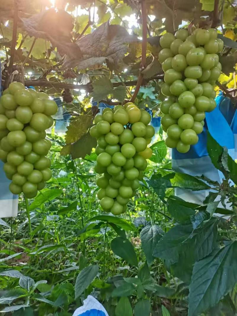 湖南常德小渡口阳光玫瑰