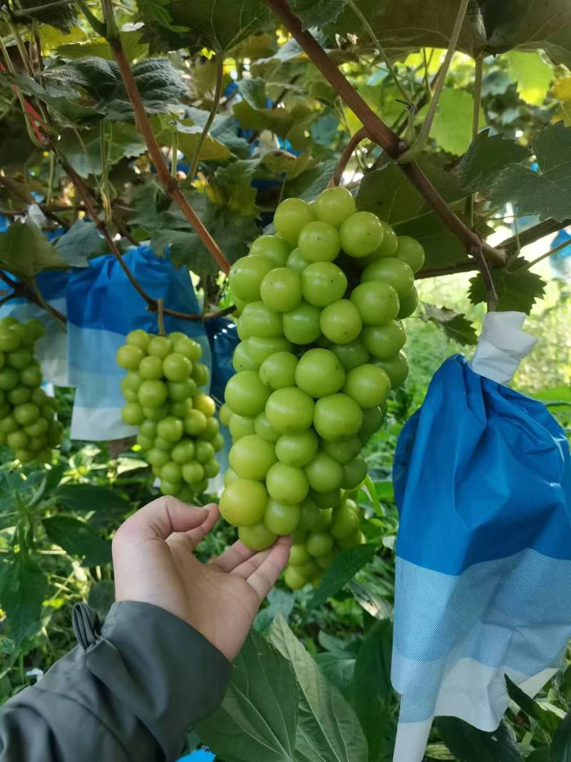 湖南常德小渡口阳光玫瑰